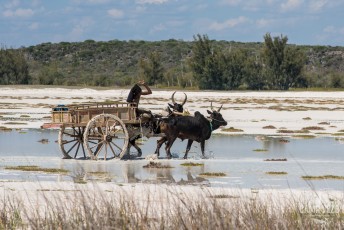 12_UPS_1921_tsimanampesotse