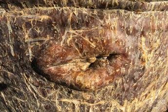 17_IMG_0844_tsimanampesotse