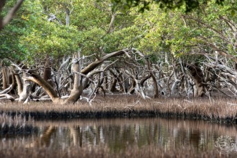 La mangrove qui se situe 10 minutes derrière le Camp Vezo est une réserve naturelle. On peut en faire le tour à pied ou s'y balader en pirogue à balancier.