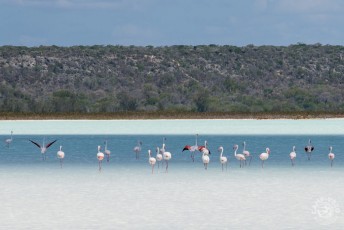 Sortie au Parc National du Lac Tsimanamptsotse, le seul lac d'eau de mer de Madagascar avec son fond en argile blanche. Flamands roses, lémuriens, baobabs, nuit à Ambola.