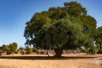 Tous les vendredis, balade à pied au marché de Ankilimivony + arrière pays Tanalana (2 heures), retour au camp en charrette à zébus par l'intérieur des terres.